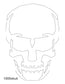 Skull Images