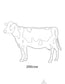 Cow Images