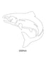 Fish Images