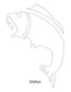 Fish Images