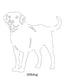 Dog Images