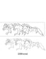 Horse Images